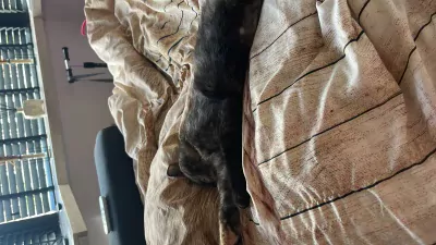 Nala zoekt lief huisje - afbeelding 2
