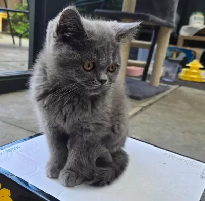 Britse korthaar Kitten (kater) - afbeelding 5