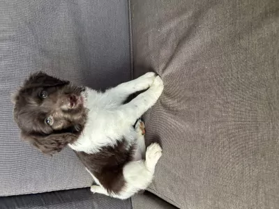 teef nestjes