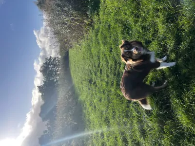 Australische herder te koop verkopen Capelle aan den IJssel Nederland - 5074