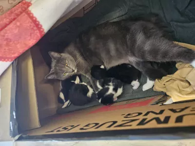 Tuxedo kittens - afbeelding 6