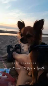 Chihuahua teefje 4 jaar - afbeelding 6