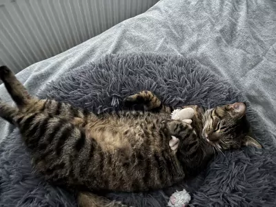 Super lieve kruising maine coon - afbeelding 3