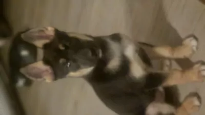 Duitse Herder te koop verkopen Schiedam Nederland - 5039