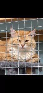 Maine Coon & Noorse Boskat Tijger - afbeelding 3