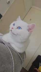 British shorthair cat - afbeelding 6