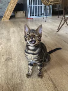 Bengaal kater - afbeelding 3