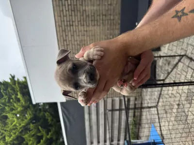 American Bully XL x Staffordshire puppy - afbeelding 2