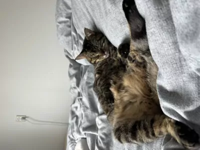 Super lieve kruising maine coon - afbeelding 4