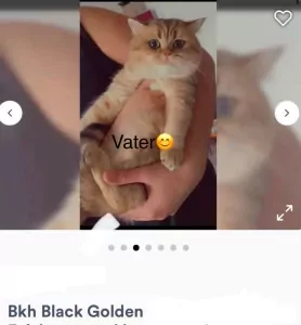 2 prachtige kittens (BKH + Siamees) - afbeelding 3