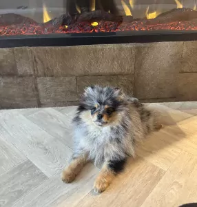 Exclusieve blue merle pomeranian teefje – Mini, lief & uniek - afbeelding 2