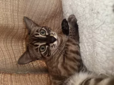 Bengaalse poes - afbeelding 3