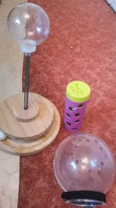 europese kortharige poes - afbeelding 2