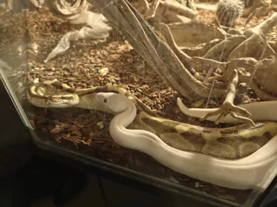 phytons te koop - afbeelding 5