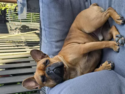 Liefdevol thuis gezocht voor onze Franse Bull. - afbeelding 2