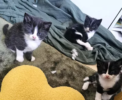 Tuxedo kittens - afbeelding 3