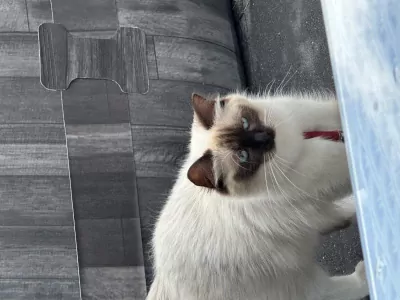 Mooie 100% ragdoll poes zonder stamboom - afbeelding 5