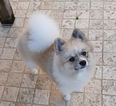 Kleine Keeshond te koop verkopen Onkerzele Belgie - 5601