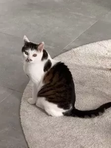Lieve poes zoekt een warm en liefdevol thuis - afbeelding 2