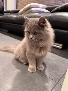 Brits langhaar - afbeelding 4