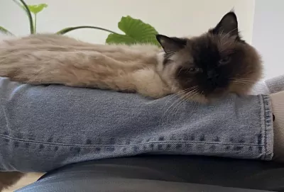 Ragdoll poes (3jaar) zoekt nieuw thuis - afbeelding 3