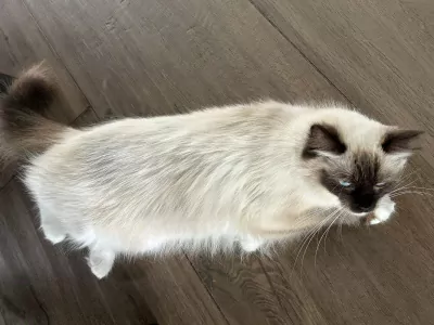 Mooie 100% ragdoll poes zonder stamboom - afbeelding 2