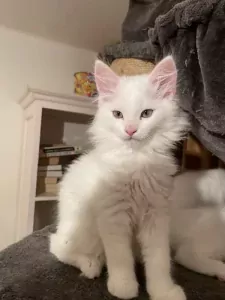 2 Maine Coon x Britse korthaar katerkittens samen thuis - afbeelding 5