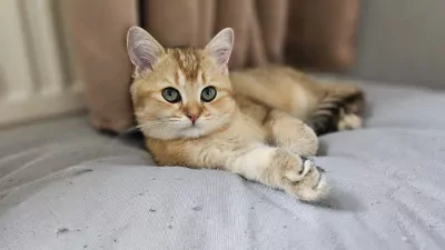 Raszuivere Brits kittens - afbeelding 3