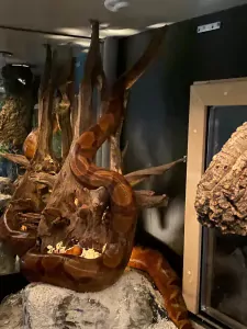 Boa constrictor Salmon Hypo Vrouw - afbeelding 2