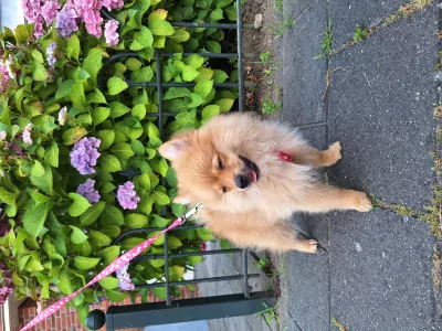 Beautiful Pomeranian puppies - afbeelding 2