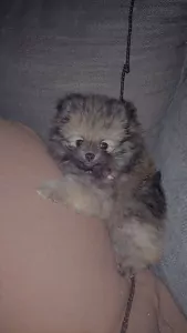 Pomeriaan te koop verkopen Uden Nederland - 5184