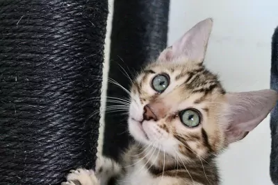 Bengaalse kater te koop - afbeelding 5