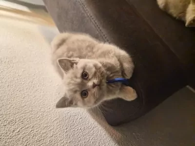teef nestjes