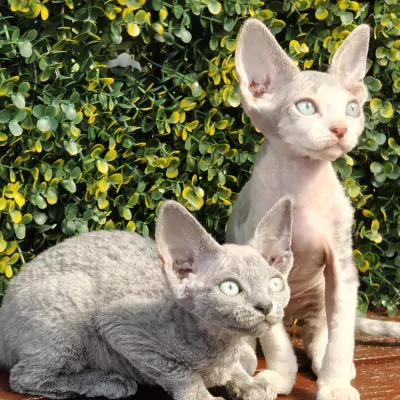 Devon Rex