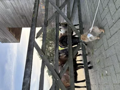 Pomeriaan pup - afbeelding 6
