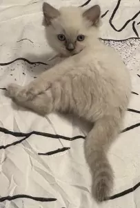 teef nestjes