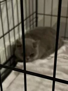 Britse korthaar kittens - afbeelding 2