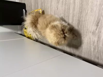 Lieve perzische poes van 3 jaar - afbeelding 2