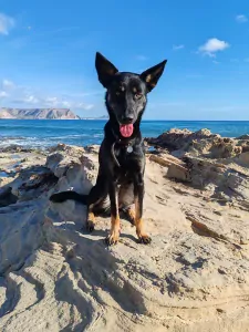 Nieuwe thuis gezocht voor Bo - afbeelding 6