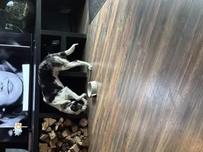 Onze pup van bijna 10 maanden oud - afbeelding 2