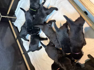 Labrador te koop verkopen Dokkum Nederland - 5322