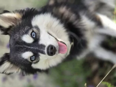 Pomsky te koop verkopen Putte Belgie - 4695
