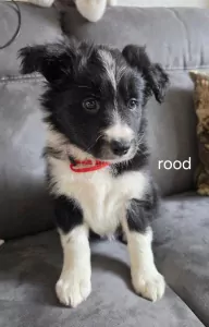 Border  Collie te koop verkopen   - 5367