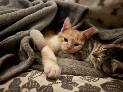 Rode kleine kitten, 13 weken oud - afbeelding 6