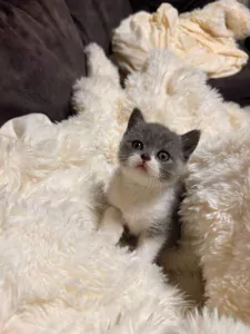 kittens, jongetje - afbeelding 8