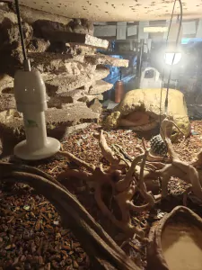 Slangen te koop verkopen Werm Belgie - 5083