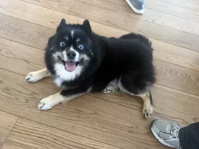 Lieve Noah - F1 Pomsky reu - afbeelding 3