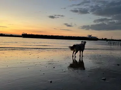 Enthousiaste aussie kruising - afbeelding 5