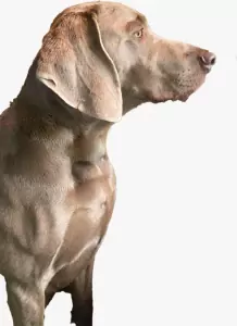 teef nestjes