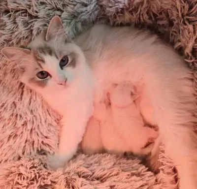 Prachtige Ragdoll poes met stamboom - afbeelding 3